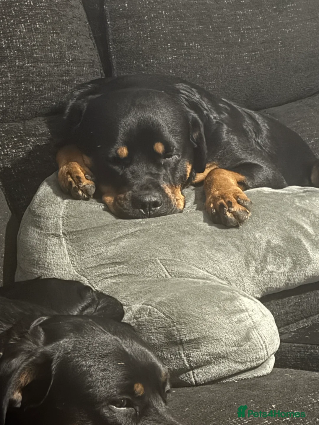 Rottweiler dogs for sale: 2 fluffy cuddly Rottweiler puppies available  - Advert 2