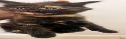 Mixed Breed cats for sale: Kittens  - Advert 7