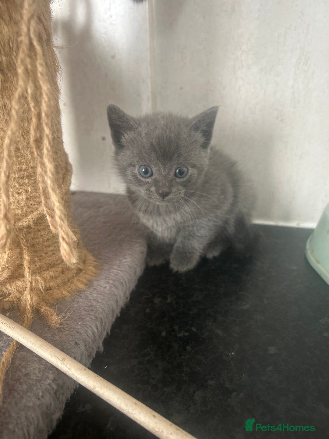 Mixed Breed cats for sale: 5 lovely playful kittens available  - Image 11