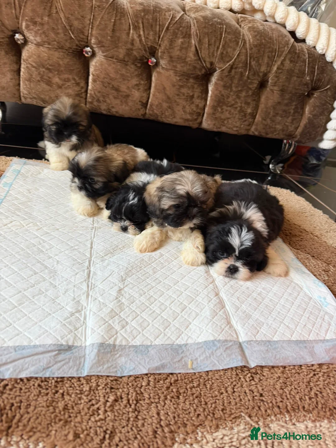 Shih Tzu dogs for sale: 5 beautiful Shih Tzu pups - Advert 1