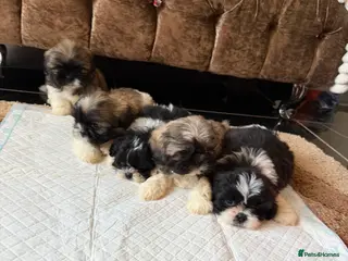 Shih Tzu dogs 5 beautiful Shih Tzu pups - Advert 1