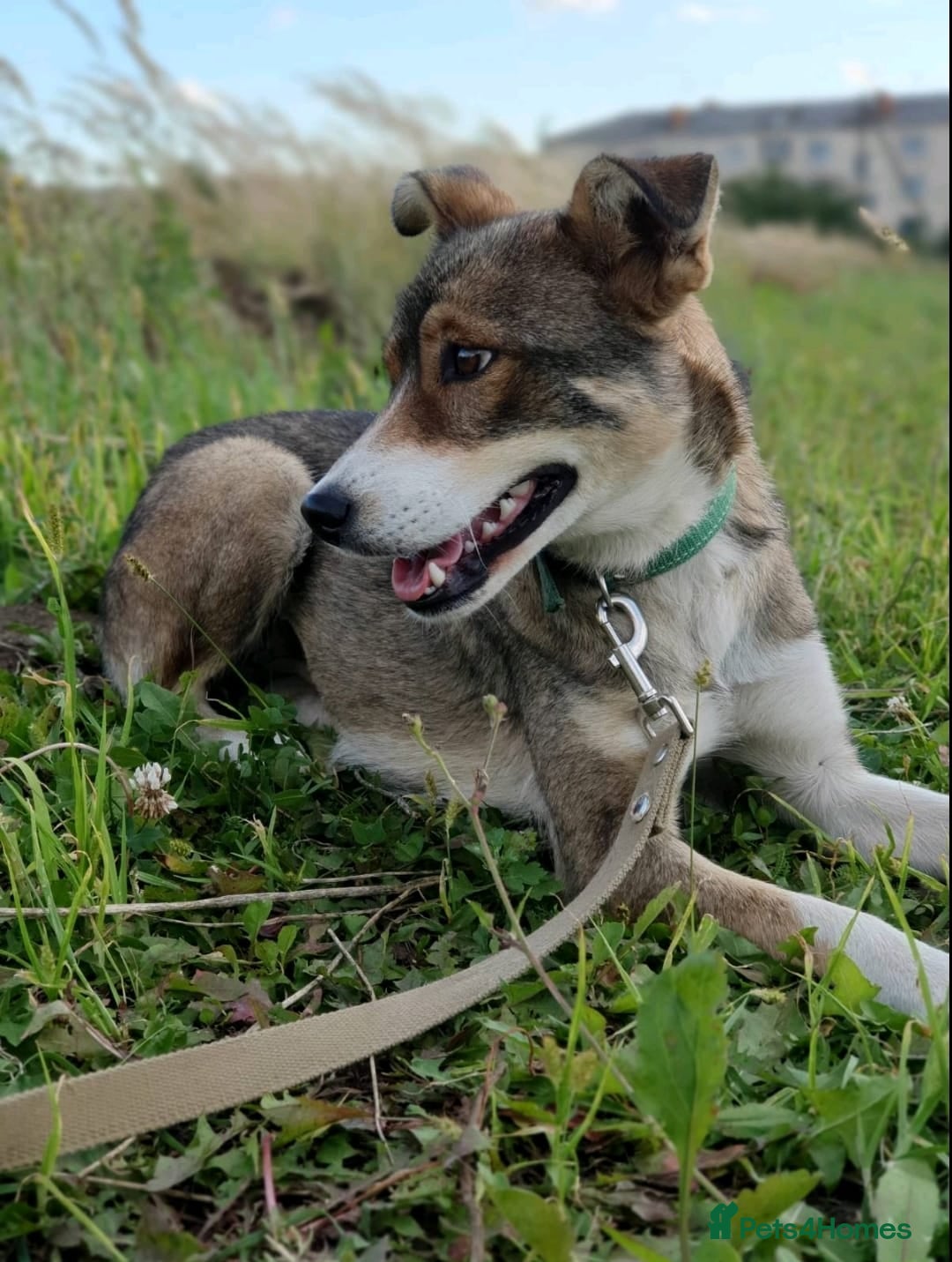 Mixed Breed dogs for adoption: 💖🐶 LASKA 🐶💖 - Image 5