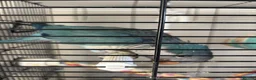 Parrots birds for sale: DNA Sexed Male Quaker  in Sleaford - Advert 4