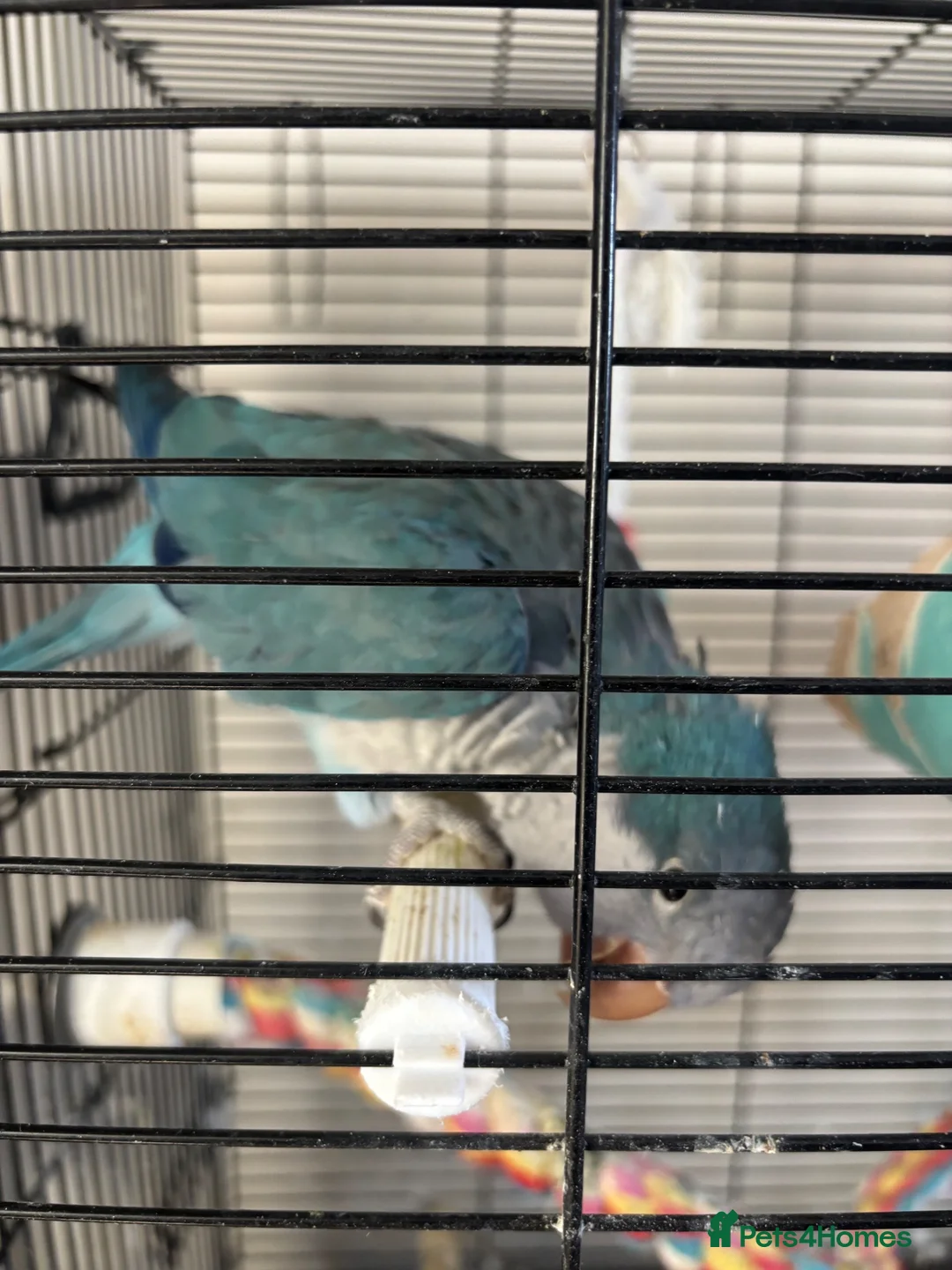 Parrots birds for sale: DNA Sexed Male Quaker  in Sleaford - Advert 4