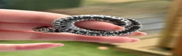 Snake reptiles for sale: Arctic Axanthic & Axanthic 66% Het Toffee Belly - Advert 3