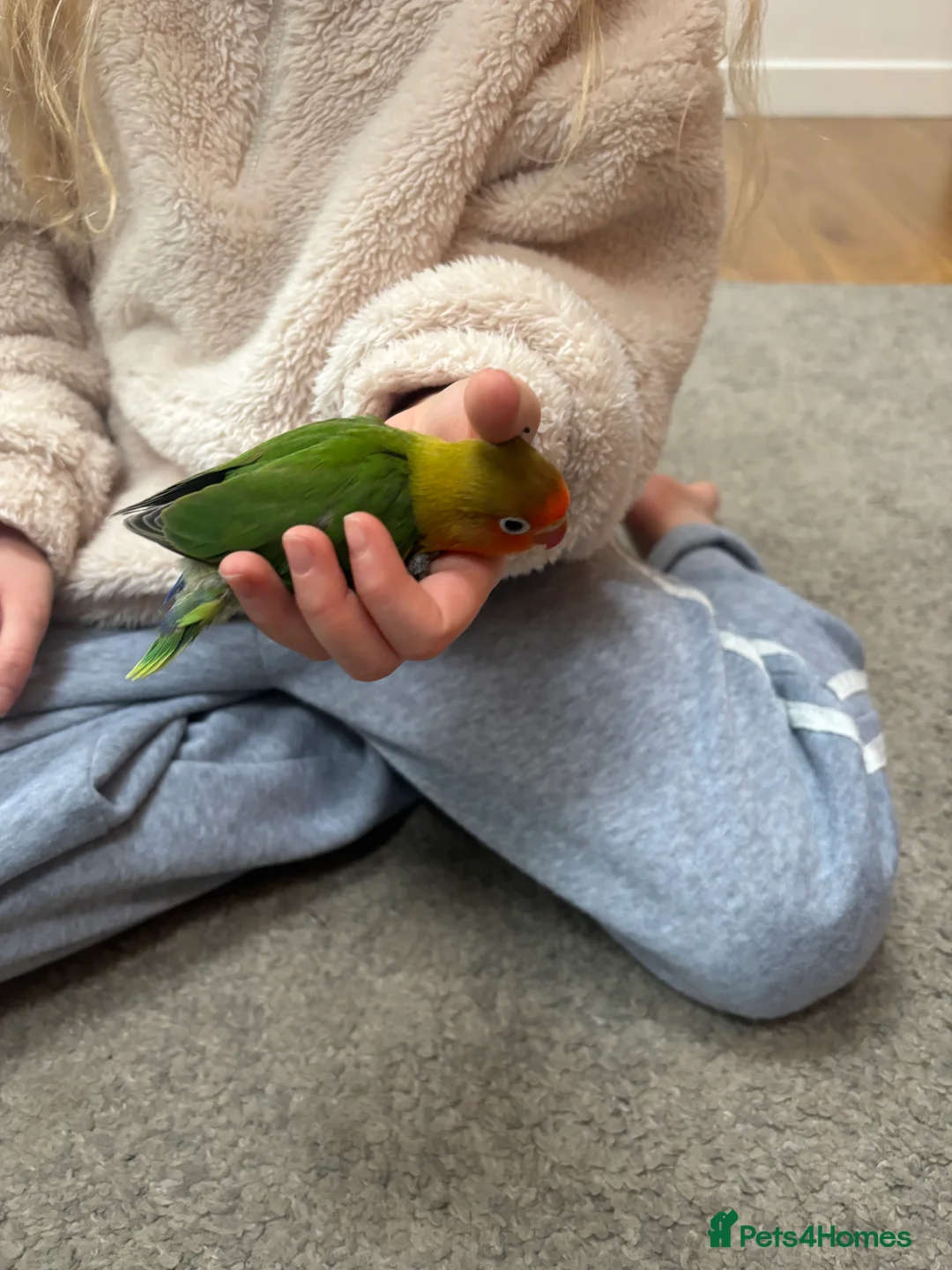 Lovebirds birds for sale: Beautiful hand-reared Fischer’s lovebirds  - Advert 2