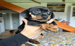 Miniature Dachshund dogs for sale: Beautiful dachsund pups...ready to go in mid Nov - Image 9