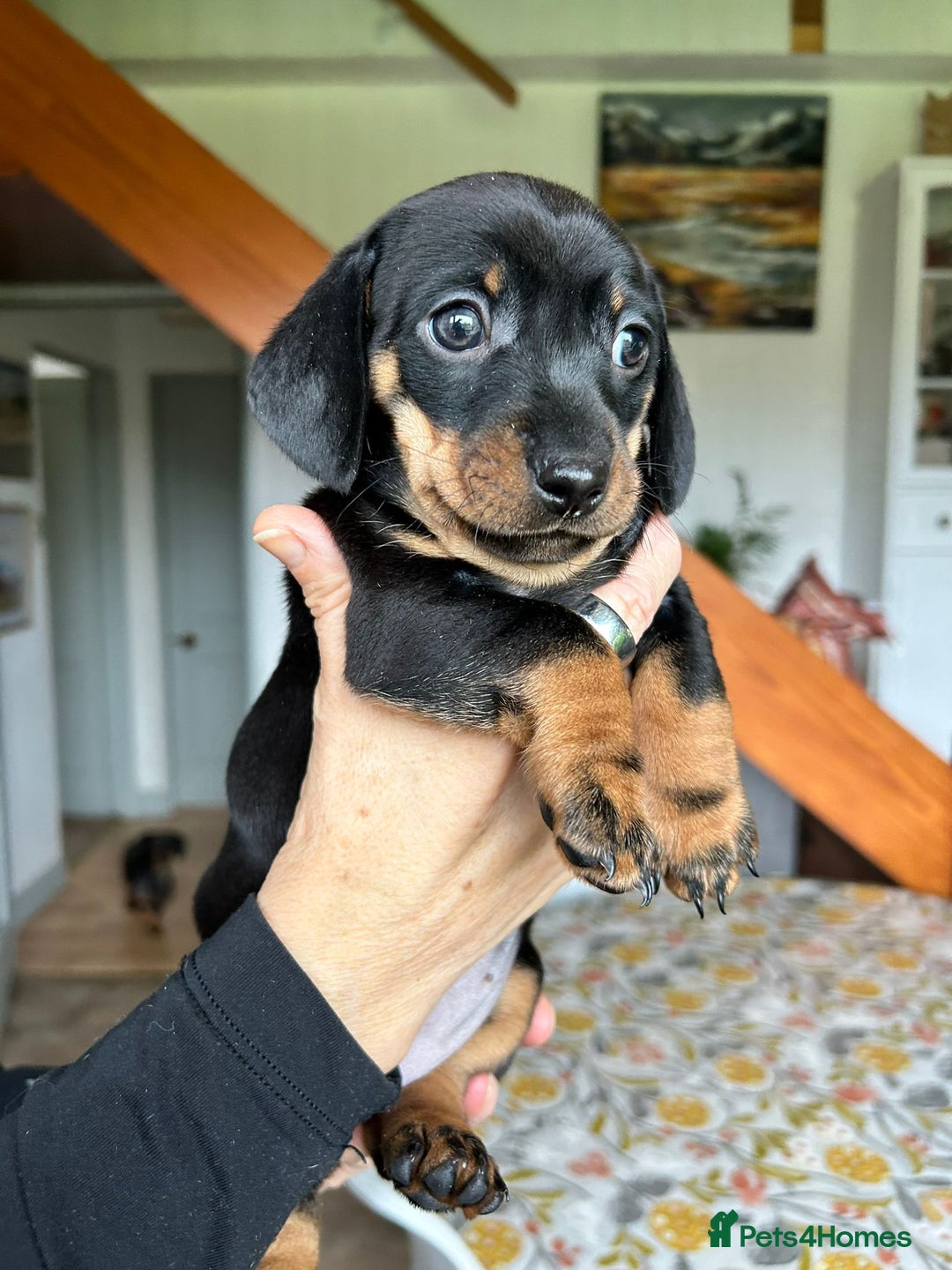 Miniature Dachshund dogs for sale: Beautiful dachsund pups...ready to go in mid Nov - Image 9