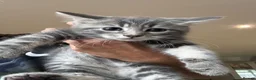 Mixed Breed cats for sale: Stunning maine coon cross kittens ready now - Advert 15