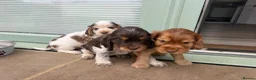 Cocker Spaniel dogs for sale: Beautiful DNA Tested Show Cocker Spaniels - Advert 5