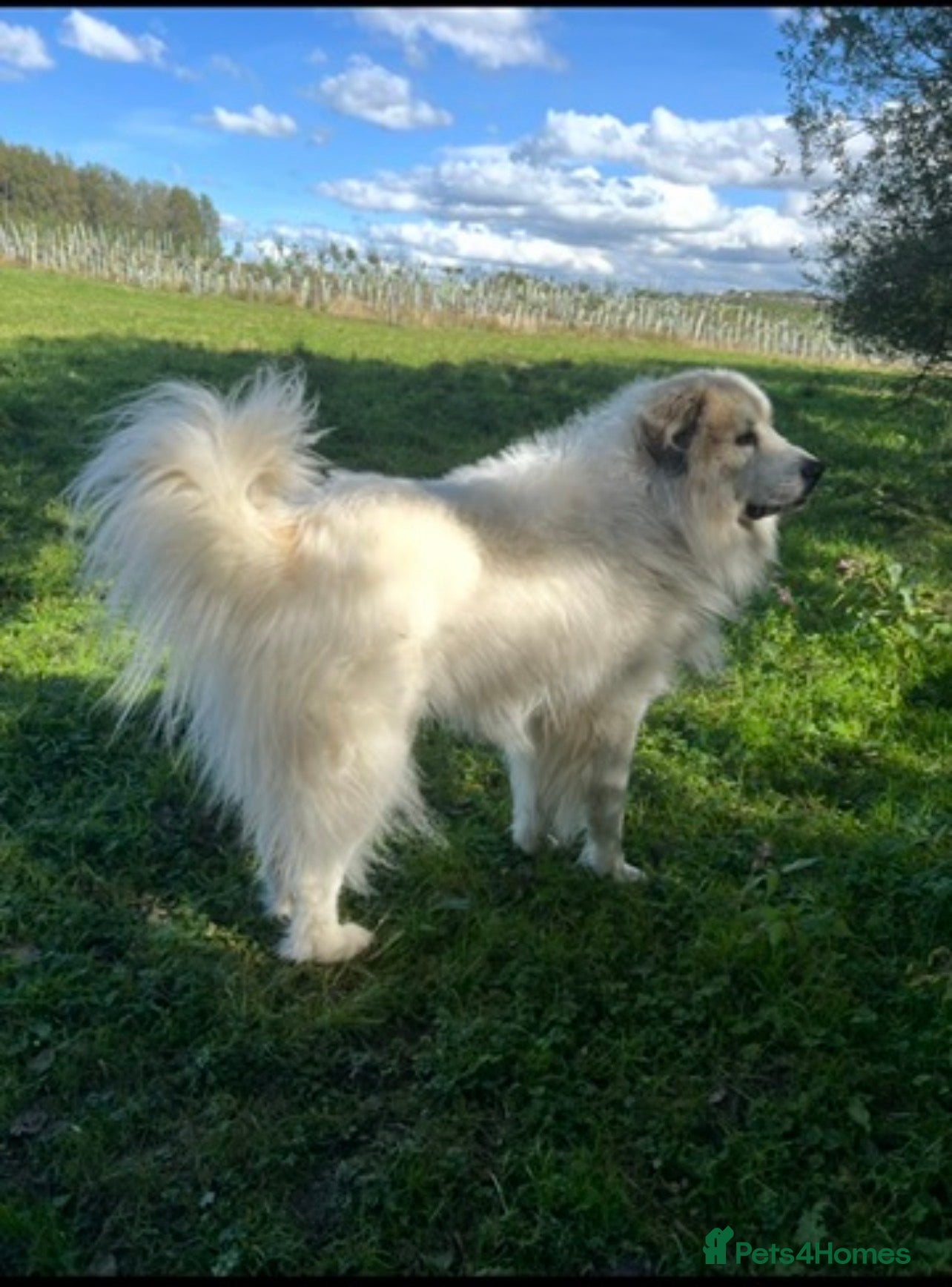 Pyrenean Mountain Dog dogs KC registered Pyrenean Mountain Dog for stud - Advert 1