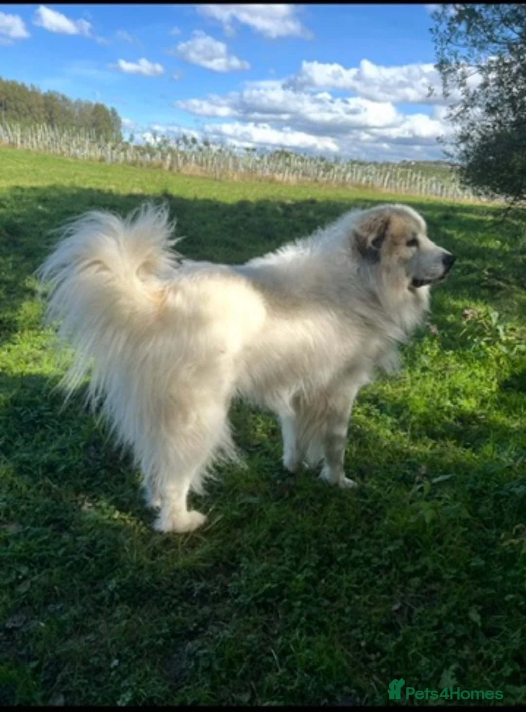 Pyrenean Mountain Dog dogs for stud: KC registered Pyrenean Mountain Dog for stud - Advert 1
