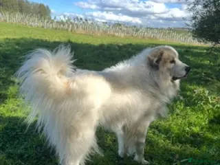 Pyrenean Mountain Dog dogs KC registered Pyrenean Mountain Dog for stud - Advert 1