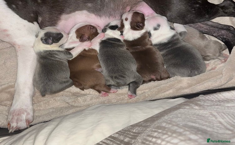 Boston Terrier dogs - Advert 28