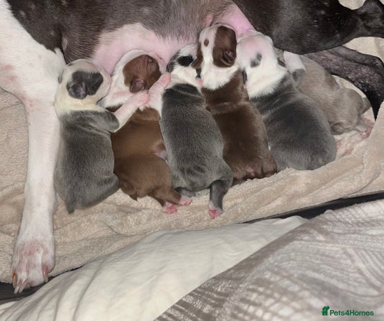 Boston Terrier dogs - Advert 1