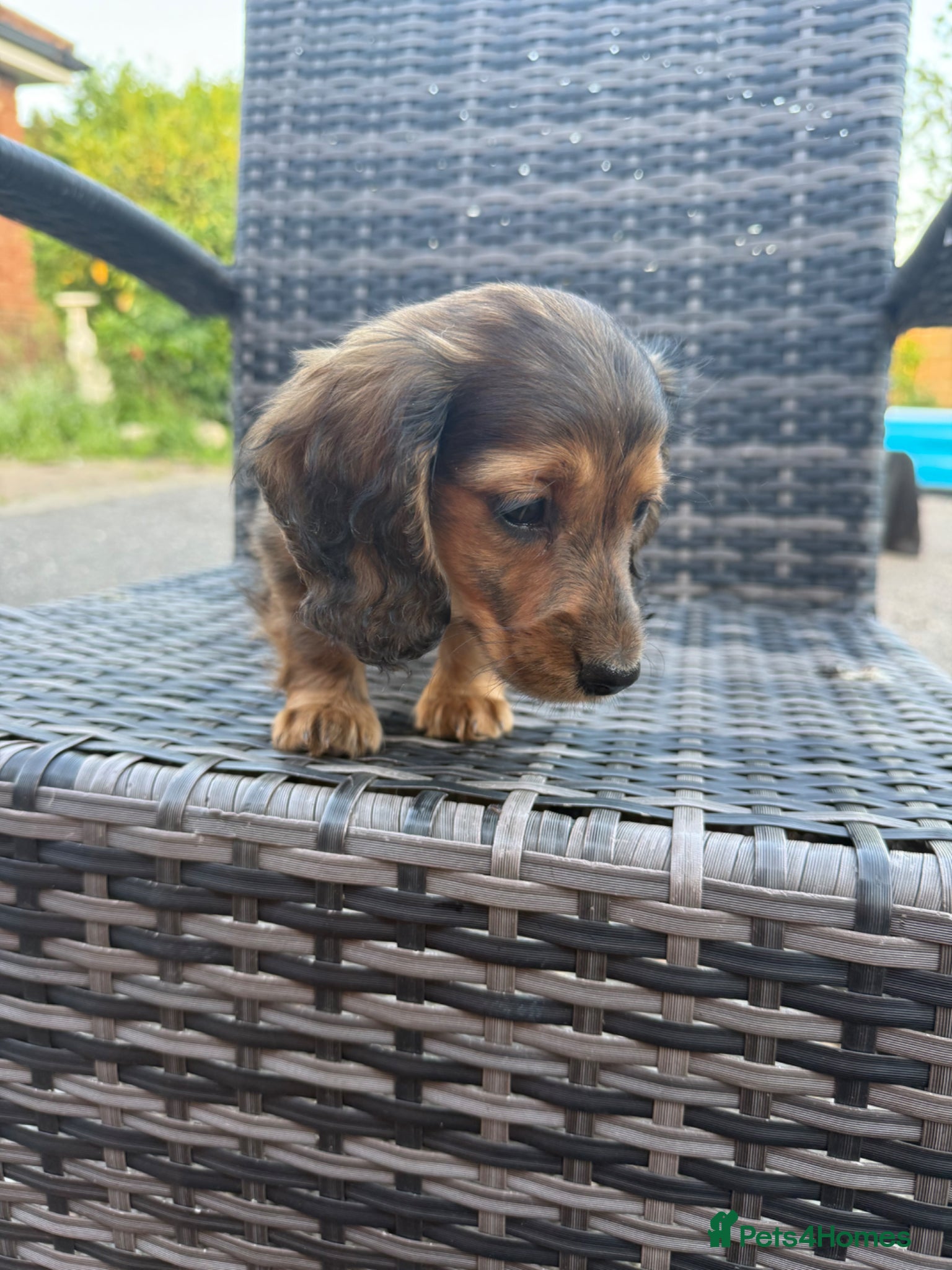 Miniature Dachshund dogs Last BOY - Advert 1