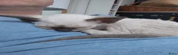 Devon Rex cats for sale: Devon rex kittens neutered  included in the price - Advert 20