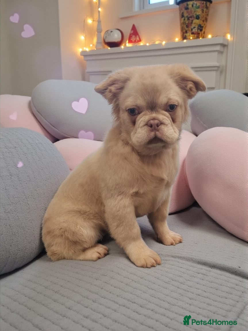 French Bulldog dogs Fluffy French Bulldog  - Advert 10