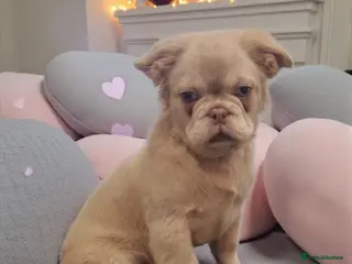 French Bulldog dogs Fluffy French Bulldog - Advert 1