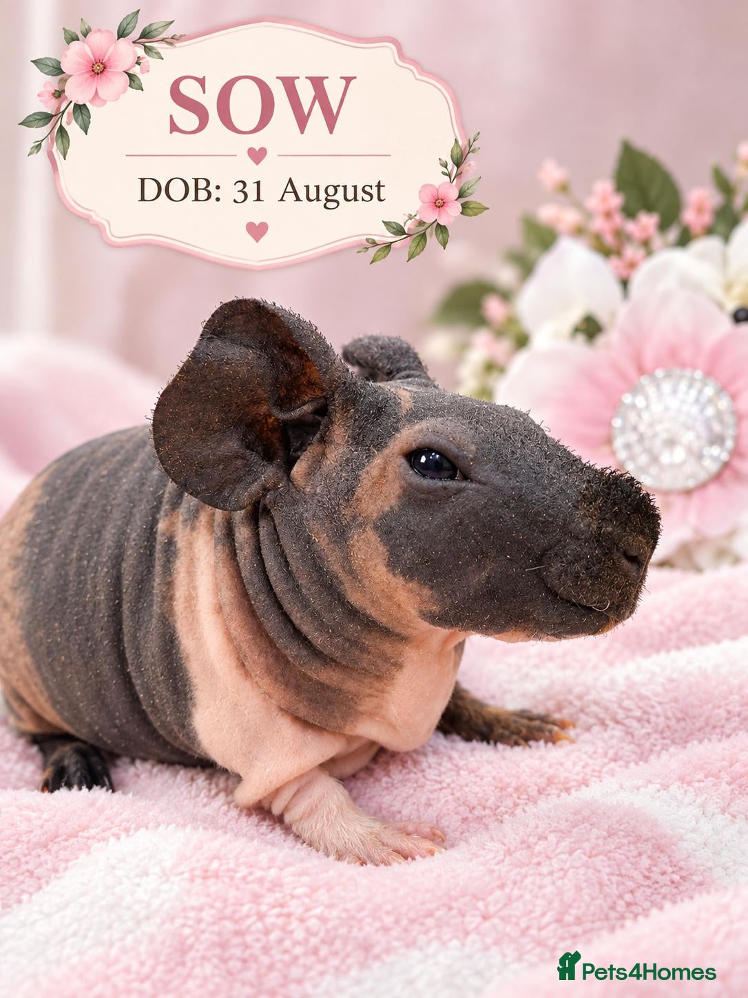Guinea Pig rodents Purebred skinny pigs 💥 - Advert 1