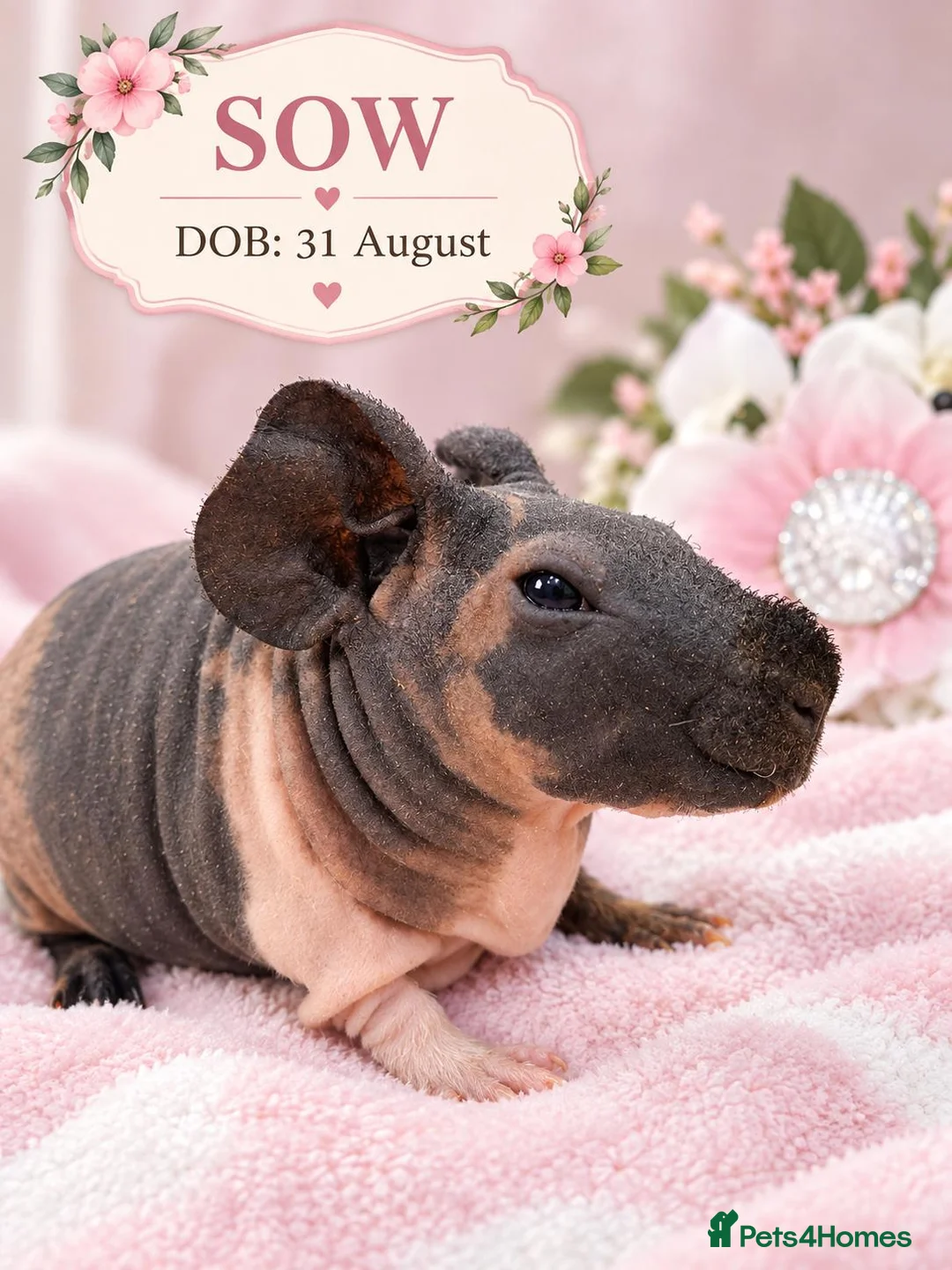 Guinea Pig rodents for sale: Purebred skinny pigs 💥 - Advert 1