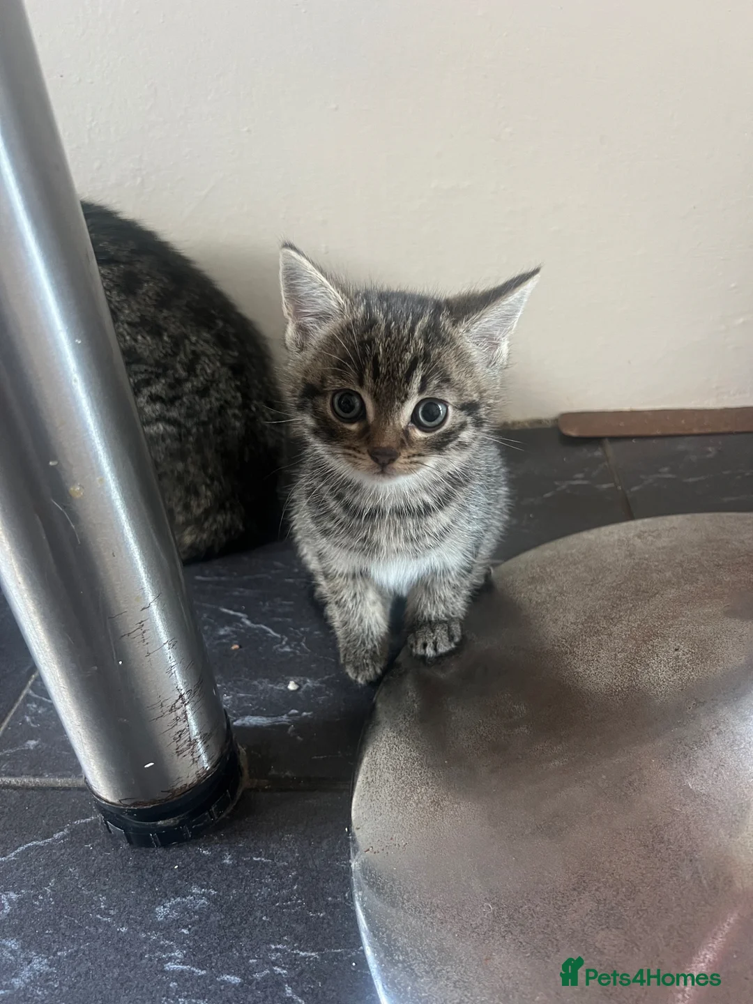 Domestic Shorthair cats for sale: Kittens looking for new loving homes🐾🤍 - Advert 2