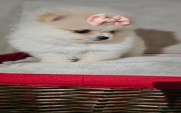 Pomeranian dogs for sale:  Pomeranian puppies ready now  - Image 7