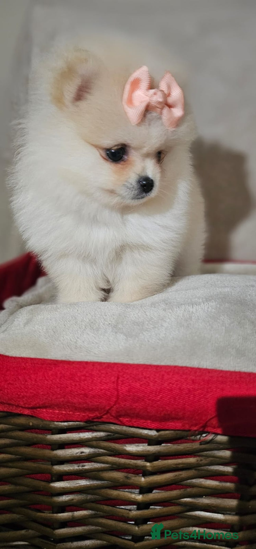 Pomeranian dogs for sale:  Pomeranian puppies ready now  - Image 7