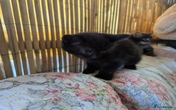 Bombay cats for sale: Different prices Bombay X long hair  - Image 19