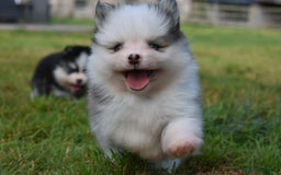 Pomsky dogs for sale: Genuine Toy Size Pomskies - Image 22