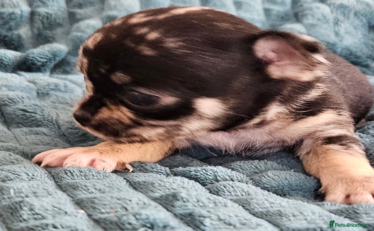 Chihuahua dogs - Advert 2