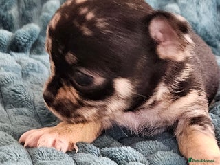 Chihuahua dogs - Advert 24