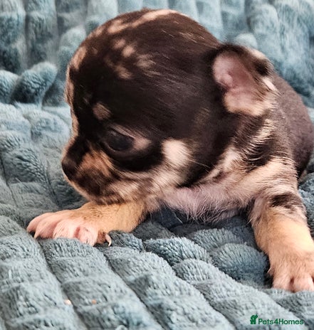 Chihuahua dogs - Advert 2