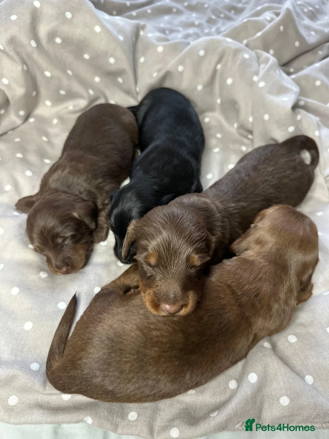 Miniature Dachshund dogs for sale: Long-Haired Miniature Dachshund Puppies  - Advert 7