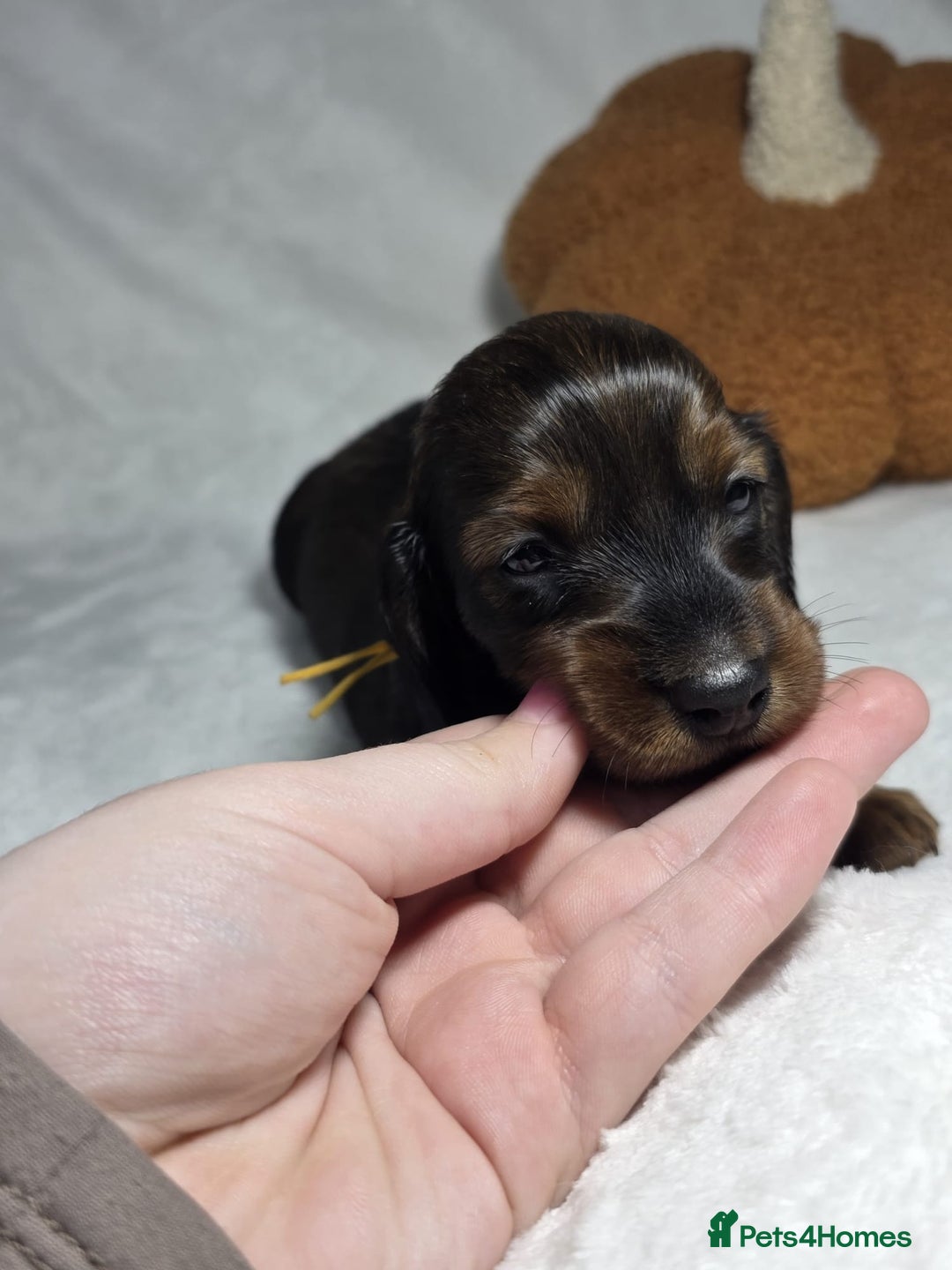 Miniature Dachshund dogs for sale: Stunning  KC Reg Puppies,  Health Tested Parents - Advert 19