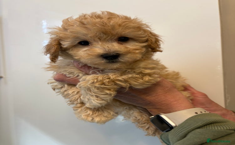 Toy Poodle dogs - Advert 3