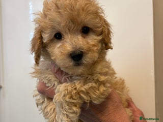 Toy Poodle dogs - Advert 35