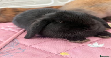 Mini Lop rabbits - Advert 5