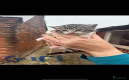 Mixed Breed cats for sale: Tabby Kittens for sale - Image 1