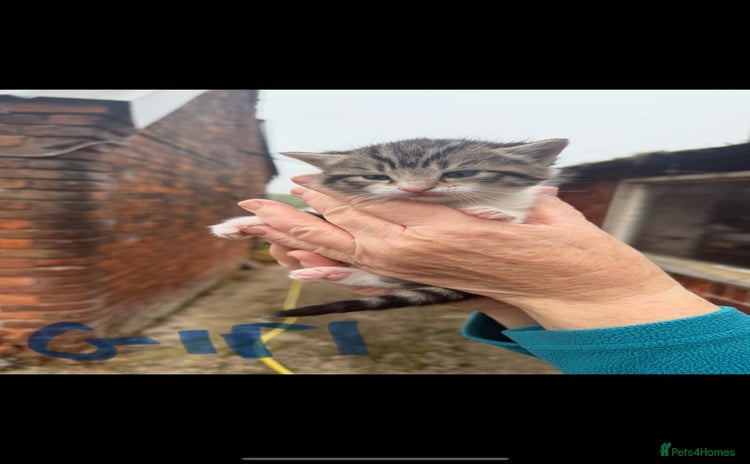 Mixed Breed cats - Advert 1