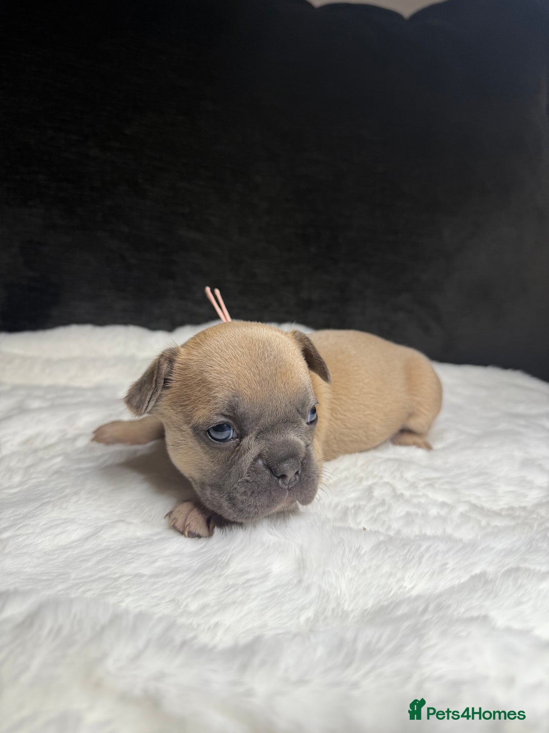 French Bulldog dogs for sale: French Bulldog puppies - Advert 7