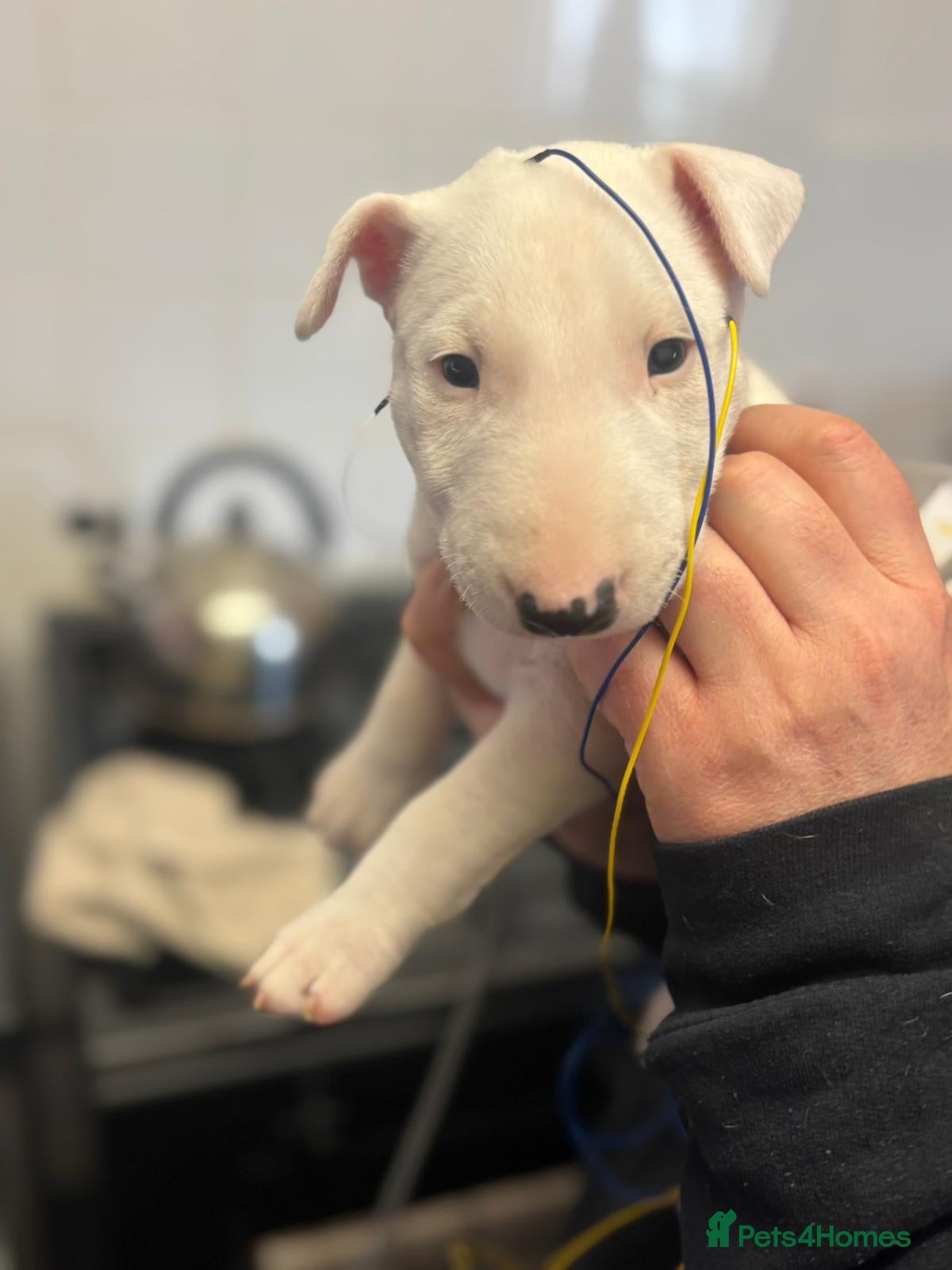 Miniature Bull terrier dogs Mini Bull terriers  - Advert 2