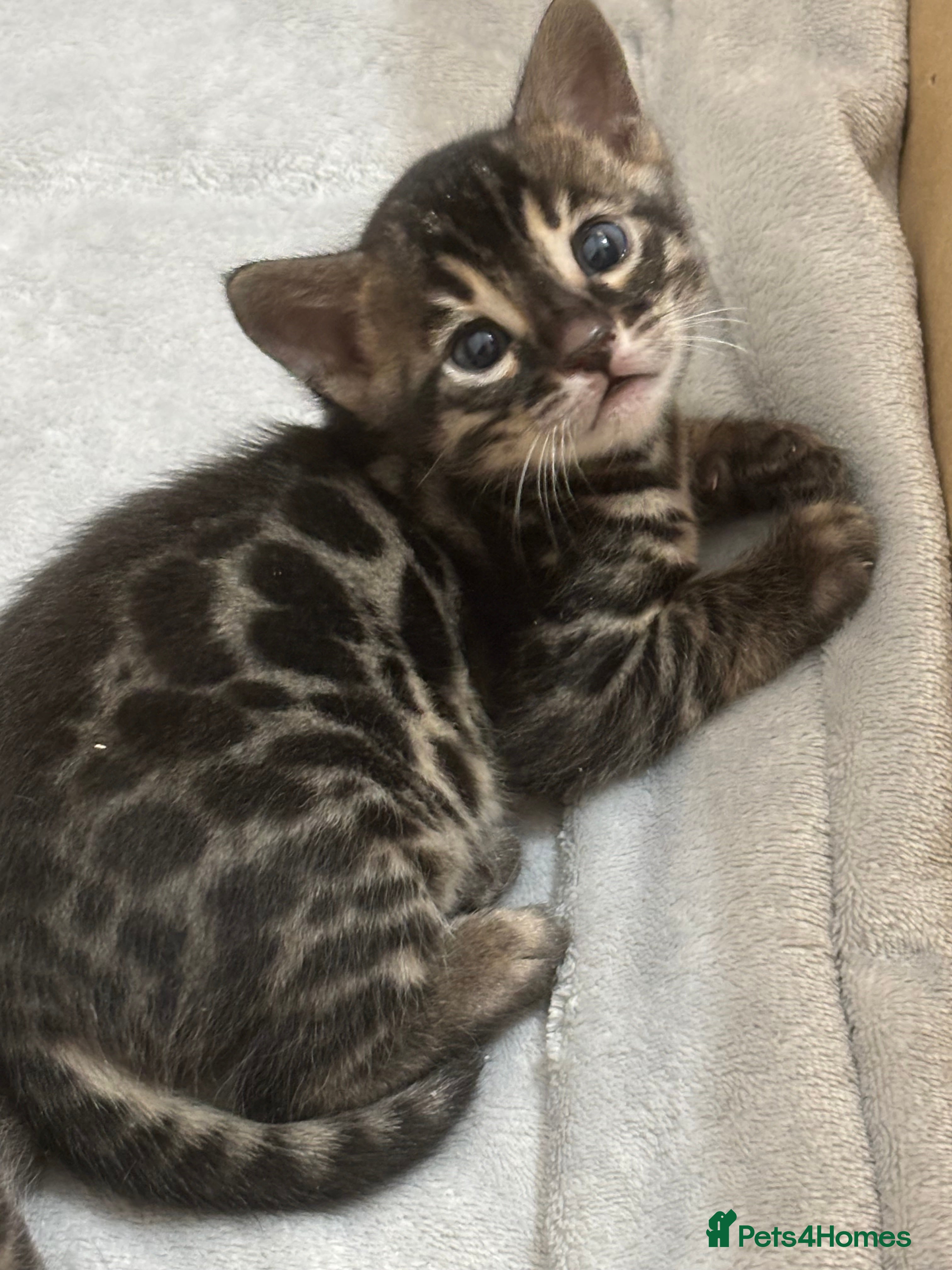 Bengal cats 🌟pedigree bengal kittens🌟 - Advert 14