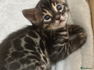 Bengal cats 🌟pedigree bengal kittens🌟 - Advert 18