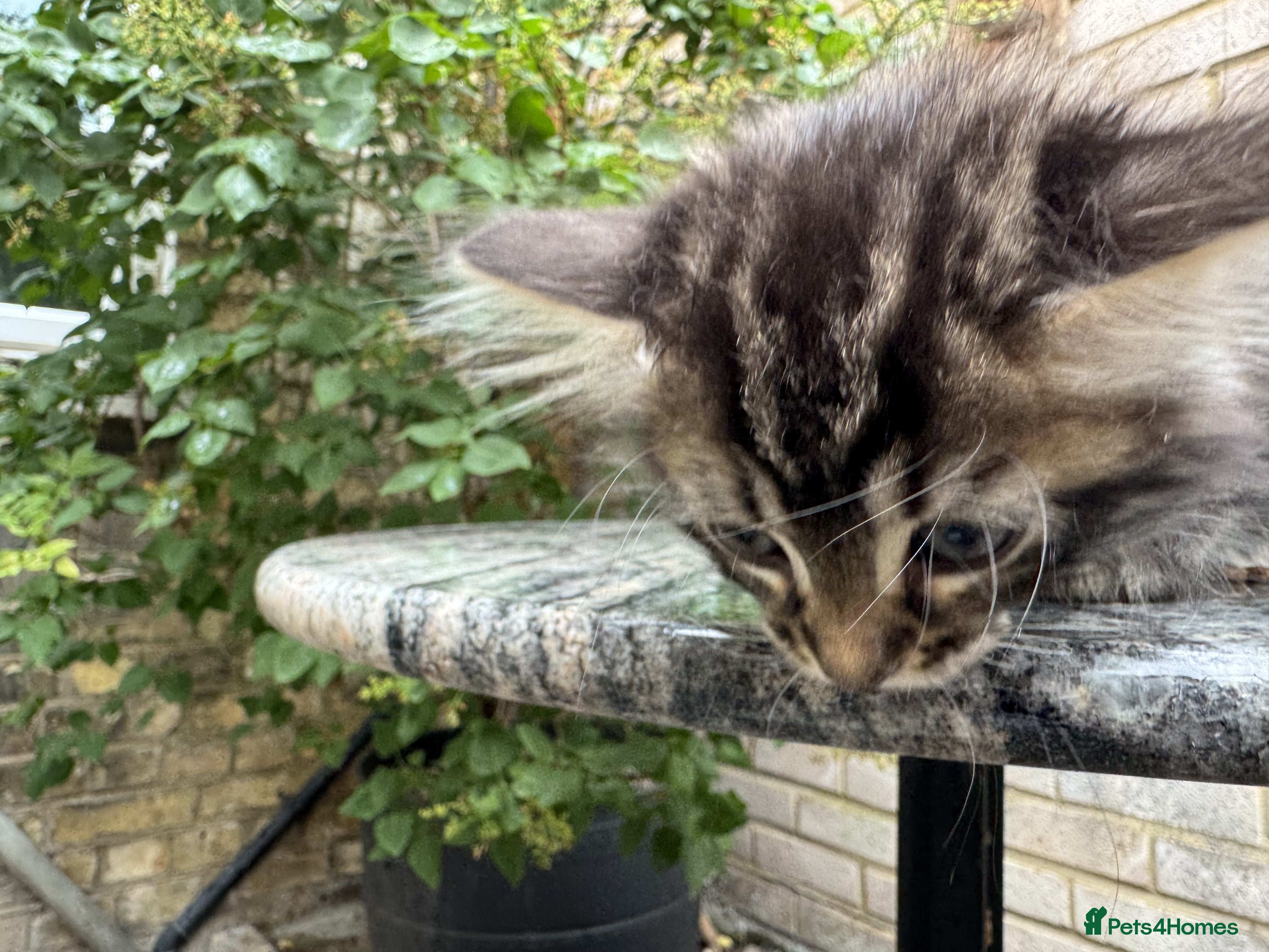 Maine Coon cats Maine Coon Bengal Cross Kittens - Advert 2