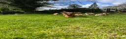 Cavapoo dogs for sale: Cavapoo Puppies for Sale! in Stoke-on-Trent - Advert 12