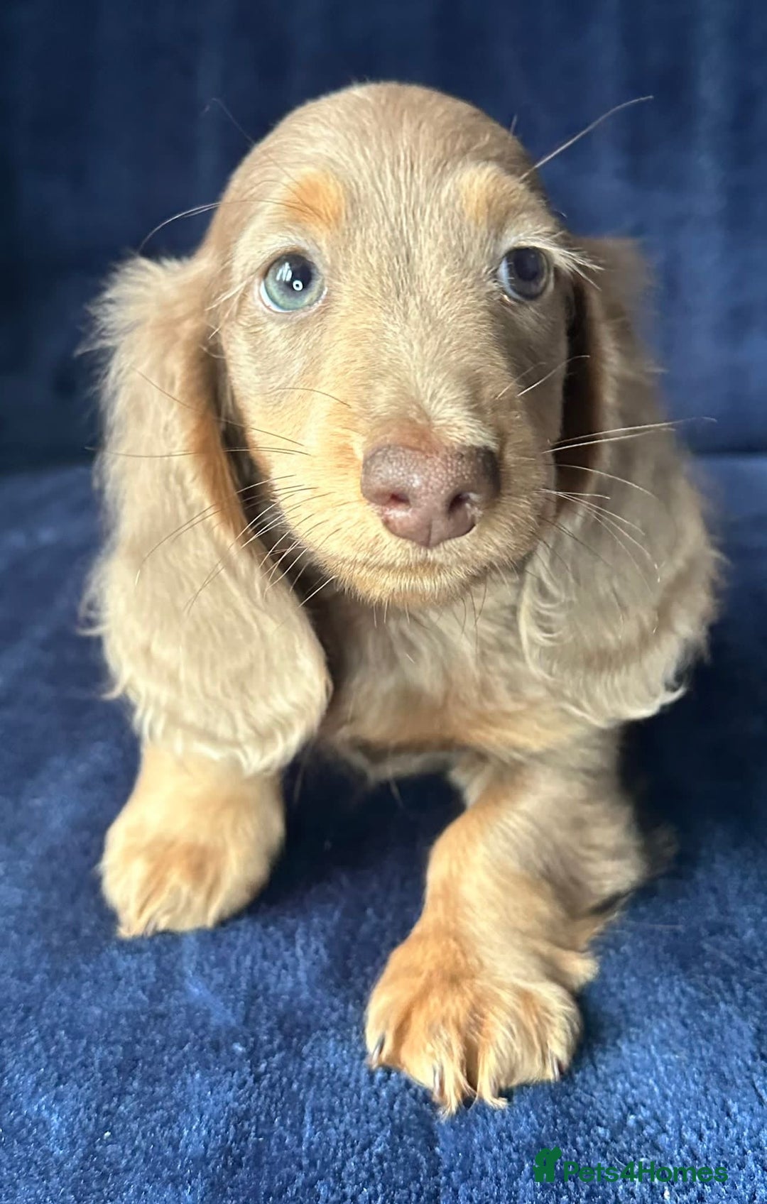 Miniature Dachshund dogs for sale: Isabella long haired boy available  - Advert 17