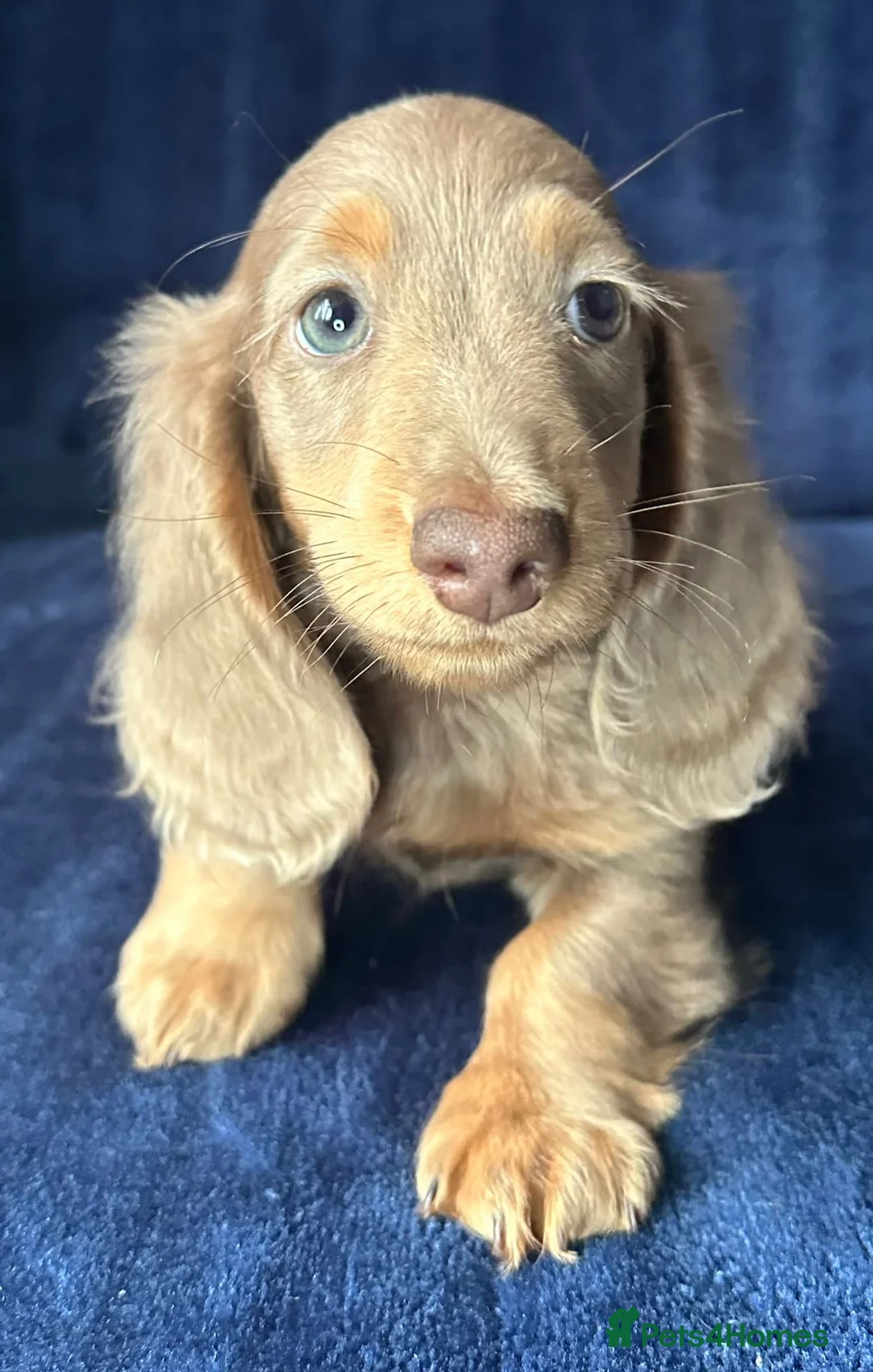 Miniature Dachshund dogs for sale: Isabella long haired boy available  - Advert 17
