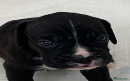 Boxer dogs for sale: Kc Boxer puppy’s bobtail and long licensed breeder - Image 18