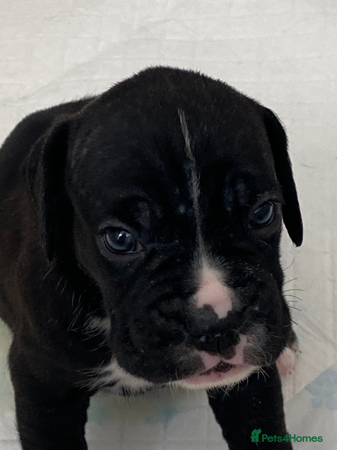 Boxer dogs for sale: Kc Boxer puppy’s bobtail and long licensed breeder - Image 18